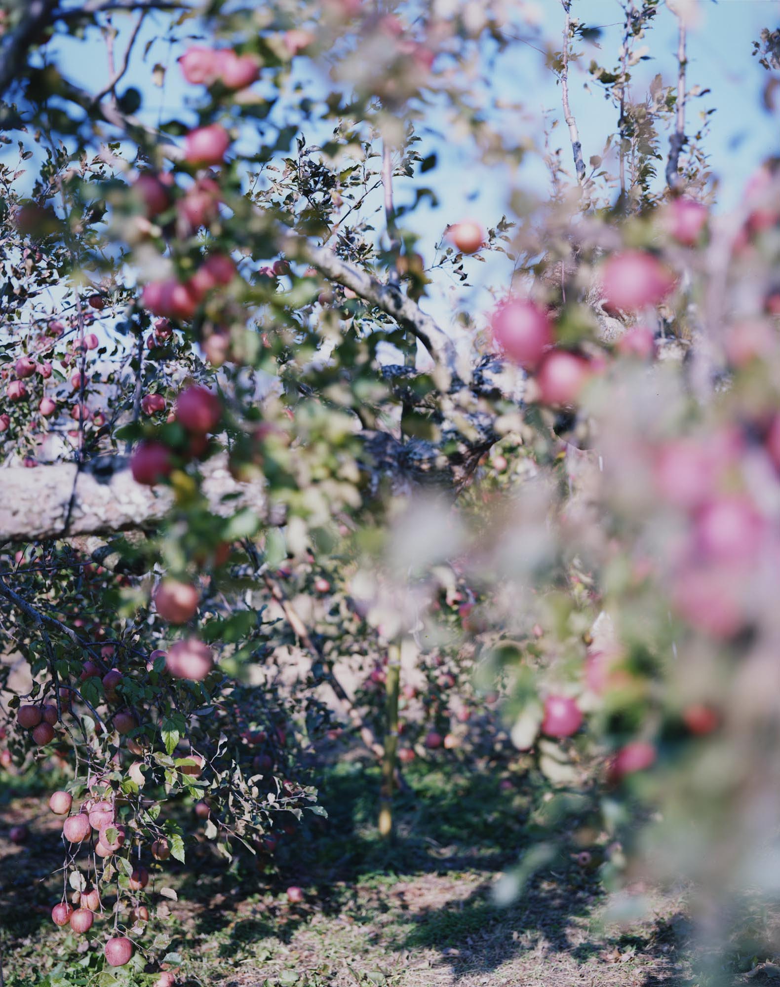 Apples and Apples 3