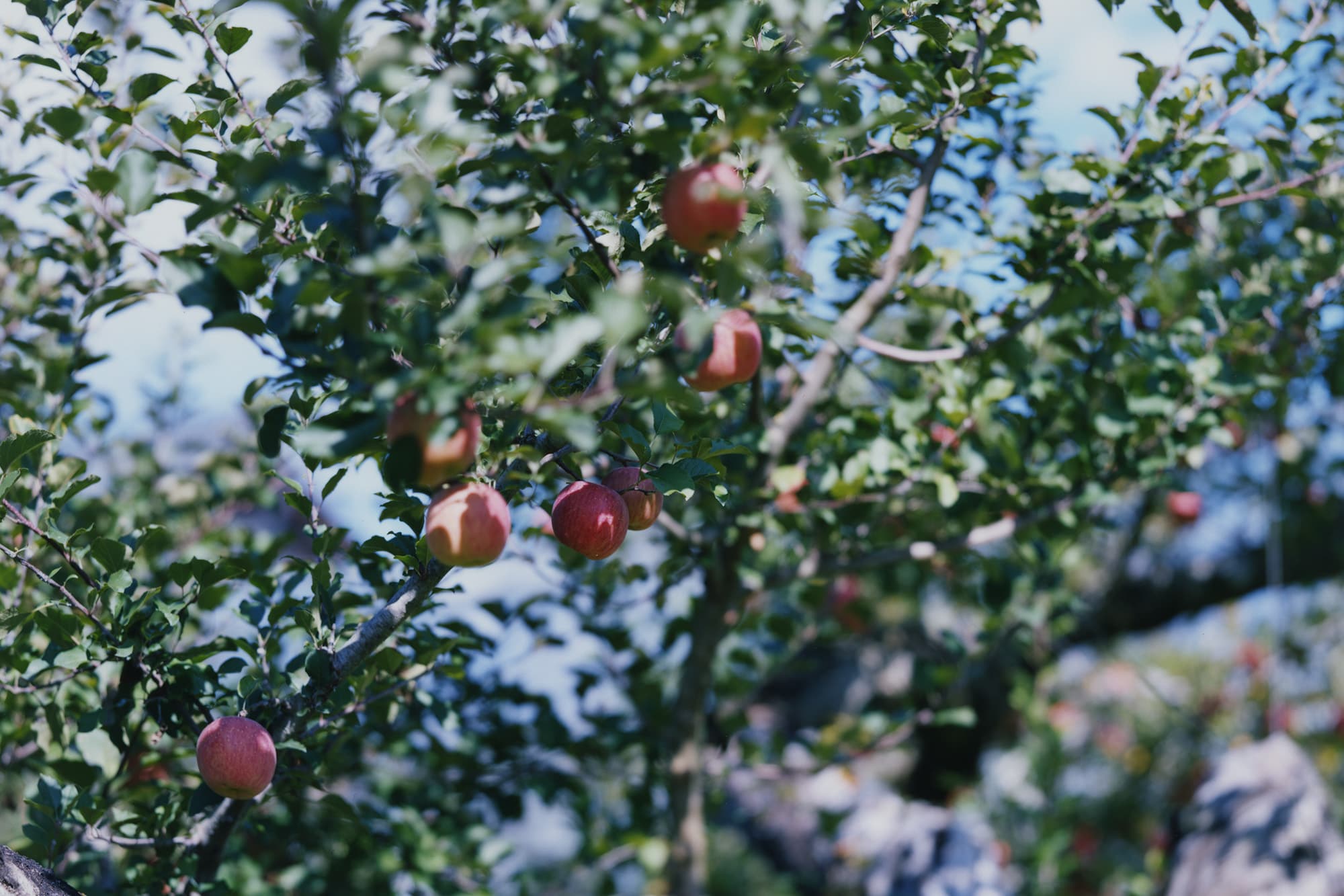 An apple never falls far from the tree